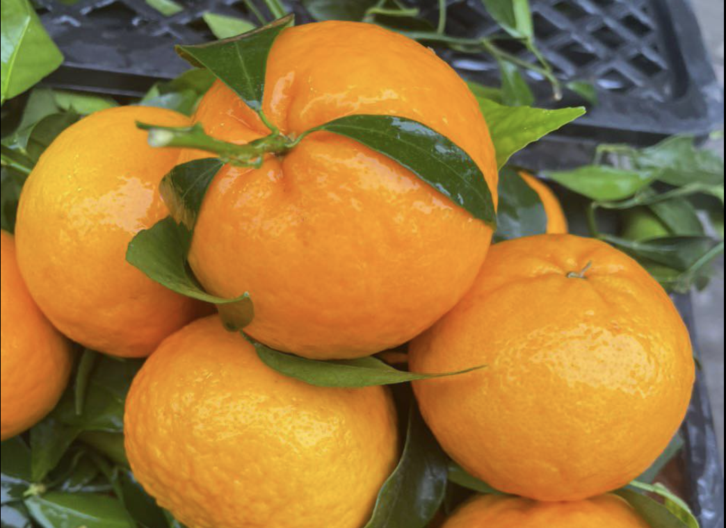 Rau qua Trung Quoc ve cho Viet: Quyt, toi dung dau bang