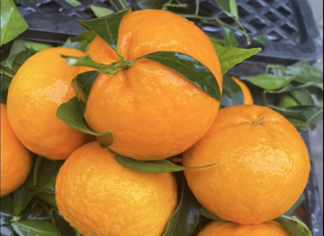 Rau qua Trung Quoc ve cho Viet: Quyt, toi dung dau bang