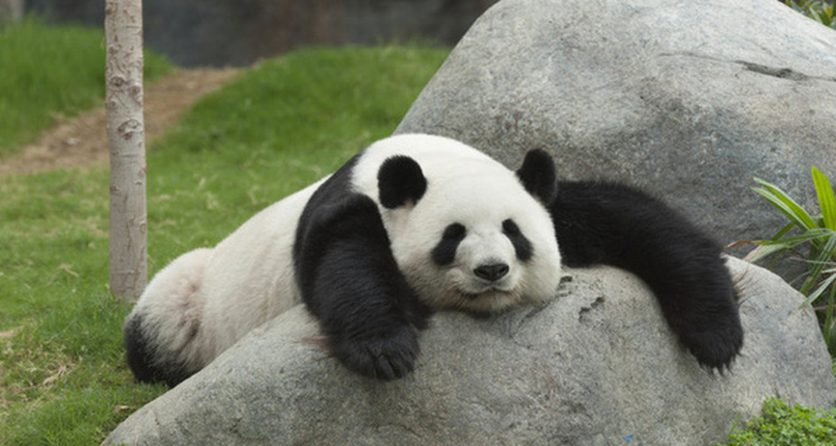 Gấu trúc lớn sống ở một vài vùng núi ở trung tâm Trung Quốc, chủ yếu ở Tứ Xuyên, nhưng cũng xuất hiện ở Thiểm Tây và Cam Túc. Nông nghiệp, phá rừng đã đẩy gấu trúc khỏi các vùng đồng bằng chúng từng sinh sống.