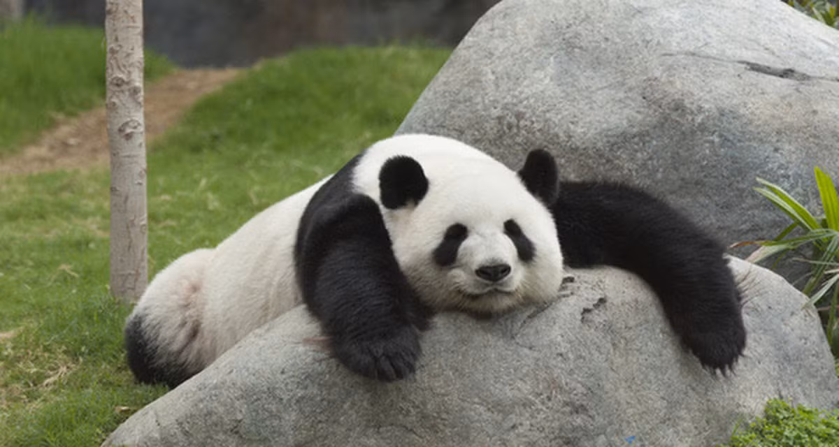 Gấu trúc lớn sống ở một vài vùng núi ở trung tâm Trung Quốc, chủ yếu ở Tứ Xuyên, nhưng cũng xuất hiện ở Thiểm Tây và Cam Túc. Nông nghiệp, phá rừng đã đẩy gấu trúc khỏi các vùng đồng bằng chúng từng sinh sống.