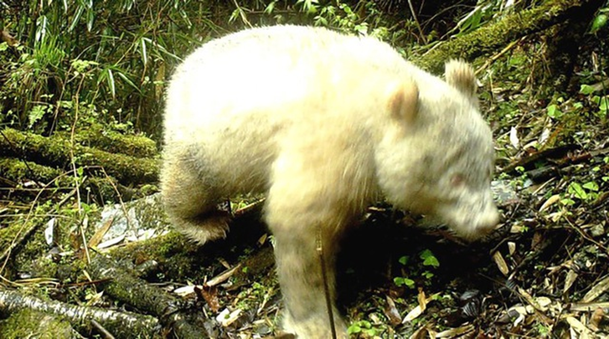 Li Sheng, nhà nghiên cứu thuộc Đại học Bắc Kinh, cho biết đây là con gấu trúc bạch tạng đầu tiên được ghi nhận trong tự nhiên.