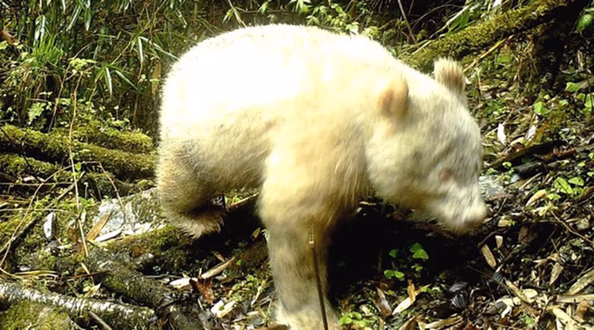 Li Sheng, nhà nghiên cứu thuộc Đại học Bắc Kinh, cho biết đây là con gấu trúc bạch tạng đầu tiên được ghi nhận trong tự nhiên.