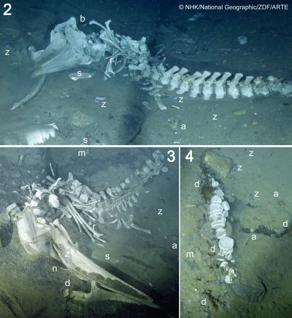 Đáng chú ý là sau khi phân tích chi tiết, nhóm còn phát hiện thêm nhiều loài khác bao gồm bọ chét biển, giun lông và chất nhầy cho thấy sự hiện diện của một loại giun ăn xương.