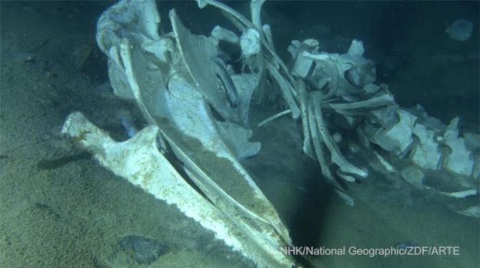 Gần đây, một nhóm nghiên cứu dẫn đầu bởi Giáo sư Kathrin Bolstad từ Đại học Công nghệ Auckland đã công bố những thước phim ấn tượng về nghĩa địa cá voi dưới đáy biển Nam Cực.