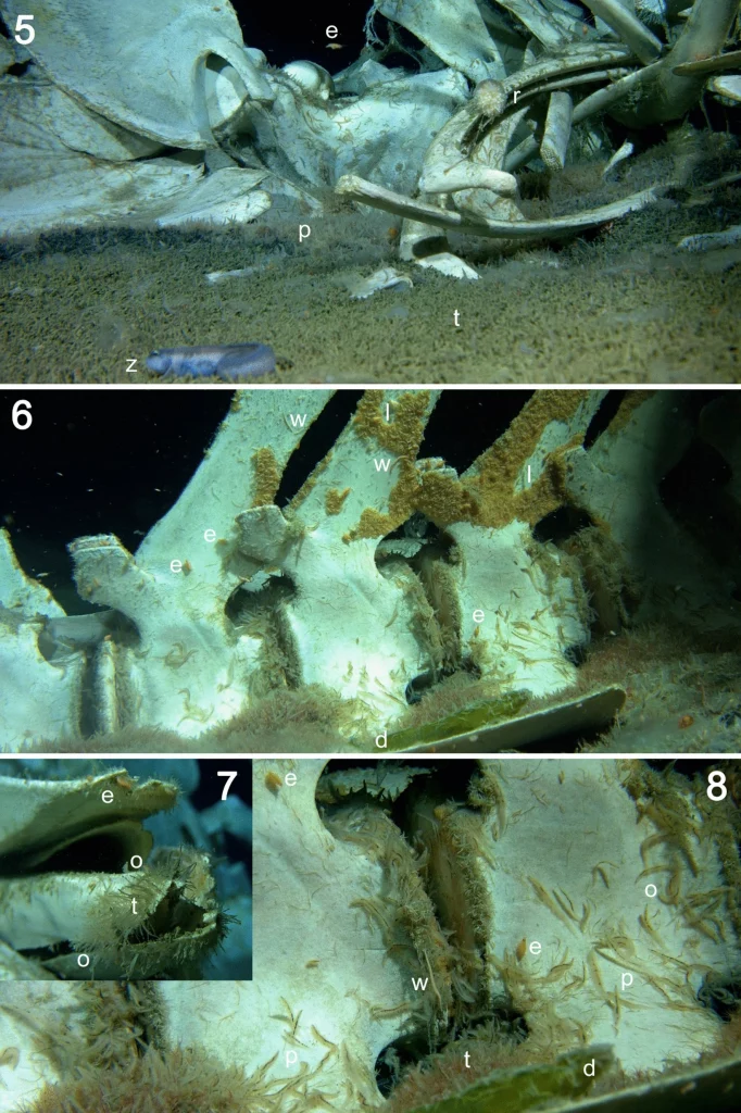 Điều này cho thấy tính đa dạng sinh học ấn tượng và môi trường sống giàu tài nguyên của khu vực này.