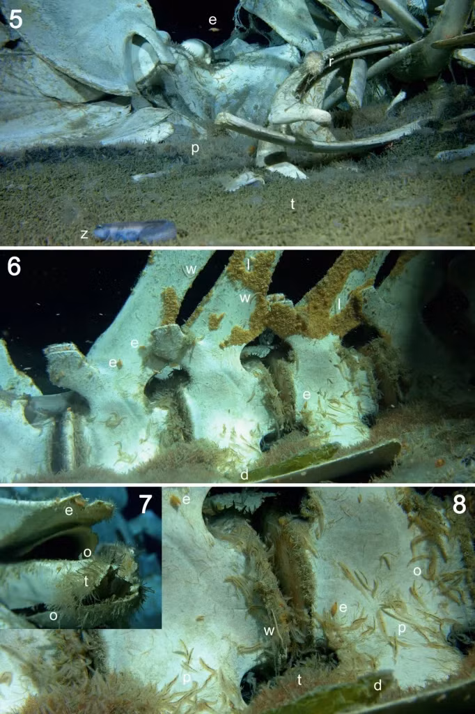 Điều này cho thấy tính đa dạng sinh học ấn tượng và môi trường sống giàu tài nguyên của khu vực này.