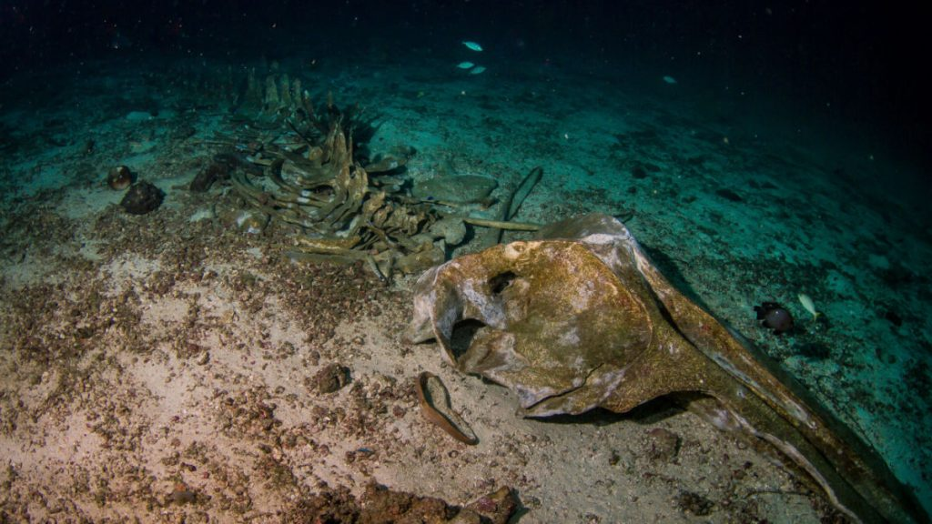 Nhóm nghiên cứu dưới sự chỉ đạo của Giáo sư Kathrin Bolstad đã tiến hành một cuộc thám hiểm không tưởng dưới lòng đại dương Nam Cực.