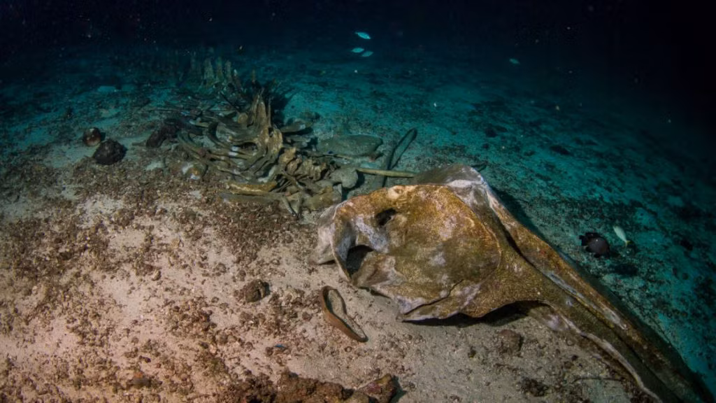 Nhóm nghiên cứu dưới sự chỉ đạo của Giáo sư Kathrin Bolstad đã tiến hành một cuộc thám hiểm không tưởng dưới lòng đại dương Nam Cực.