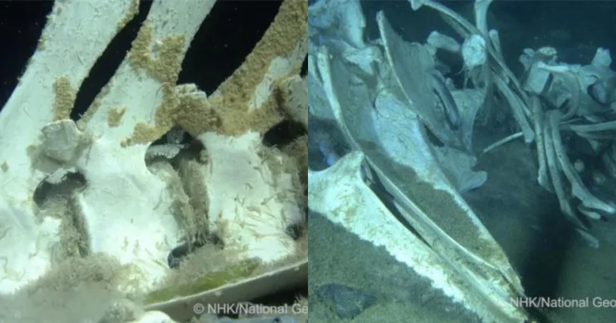 Cuộc khám phá này đã đem lại nhiều thông tin quan trọng về hành vi sinh học và sinh thái học của cá voi Nam Cực.