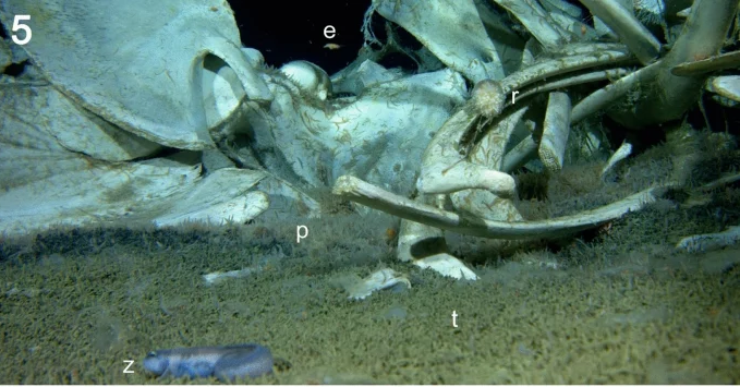 Nhóm nghiên cứu đã phát hiện ra bộ xương của cá voi có kích thước rất lớn, chỉ riêng hộp sọ đã dài khoảng 2m.