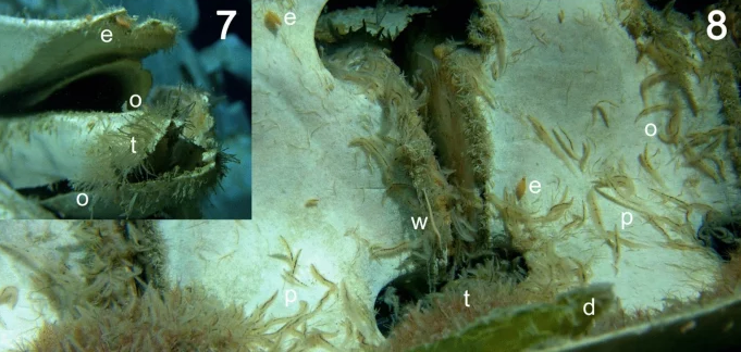Giáo sư Bolstad cho biết bộ xương có lẽ đã ở dưới đáy biển khoảng một đến hai năm. Vào thời điểm đó, xác chết cá voi đã bị một hệ sinh thái thủy sinh phong phú xâm chiếm.