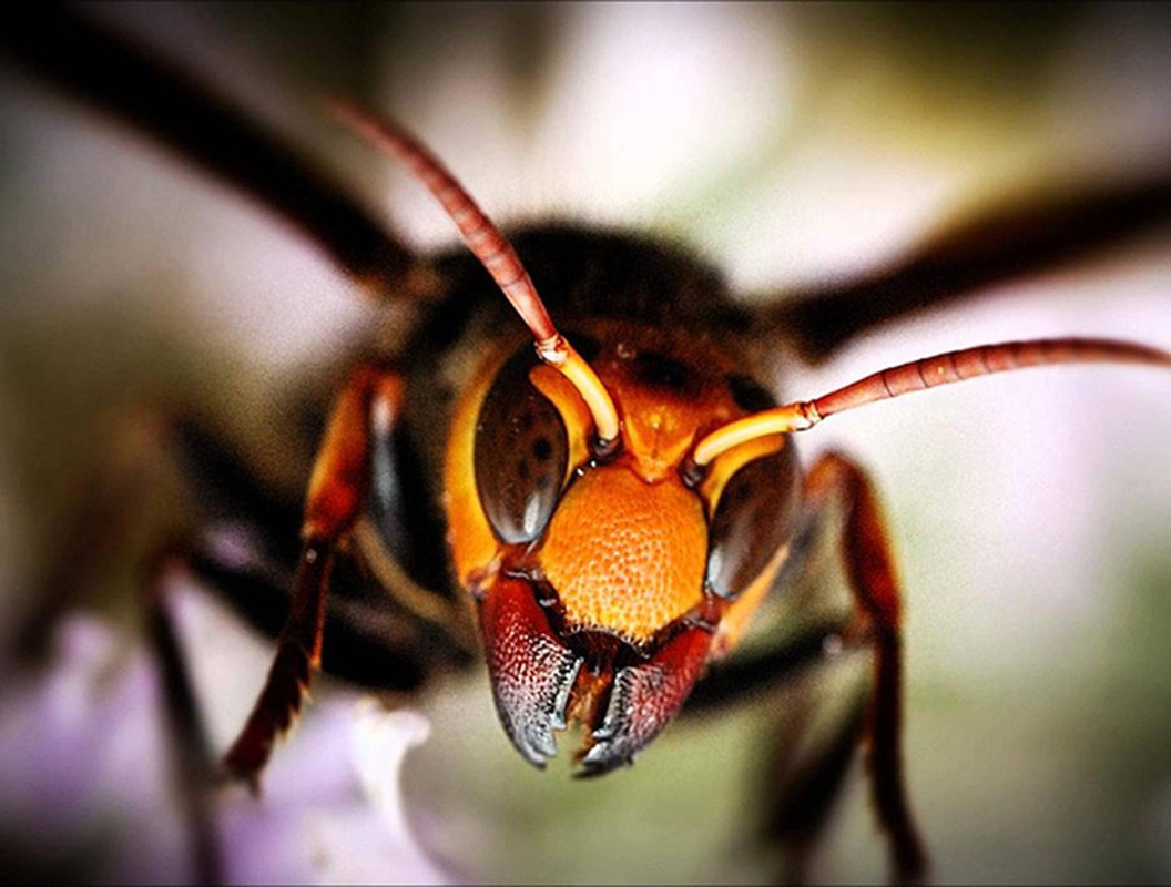 1. Ong bắp cày khổng lồ châu Á (hay con gọi là ong bắp cày Nhật Bản) là một trong những loài động vật nóng tính nhất thế giới.