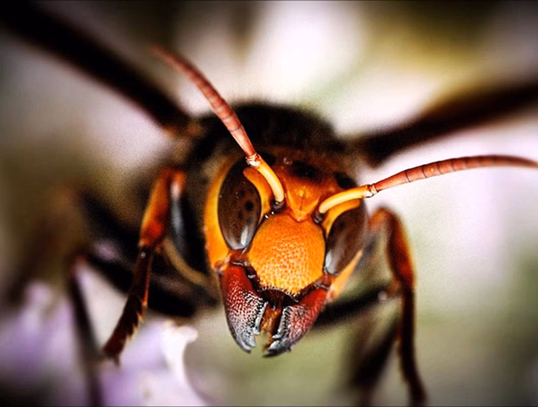 1. Ong bắp cày khổng lồ châu Á (hay con gọi là ong bắp cày Nhật Bản) là một trong những loài động vật nóng tính nhất thế giới.
