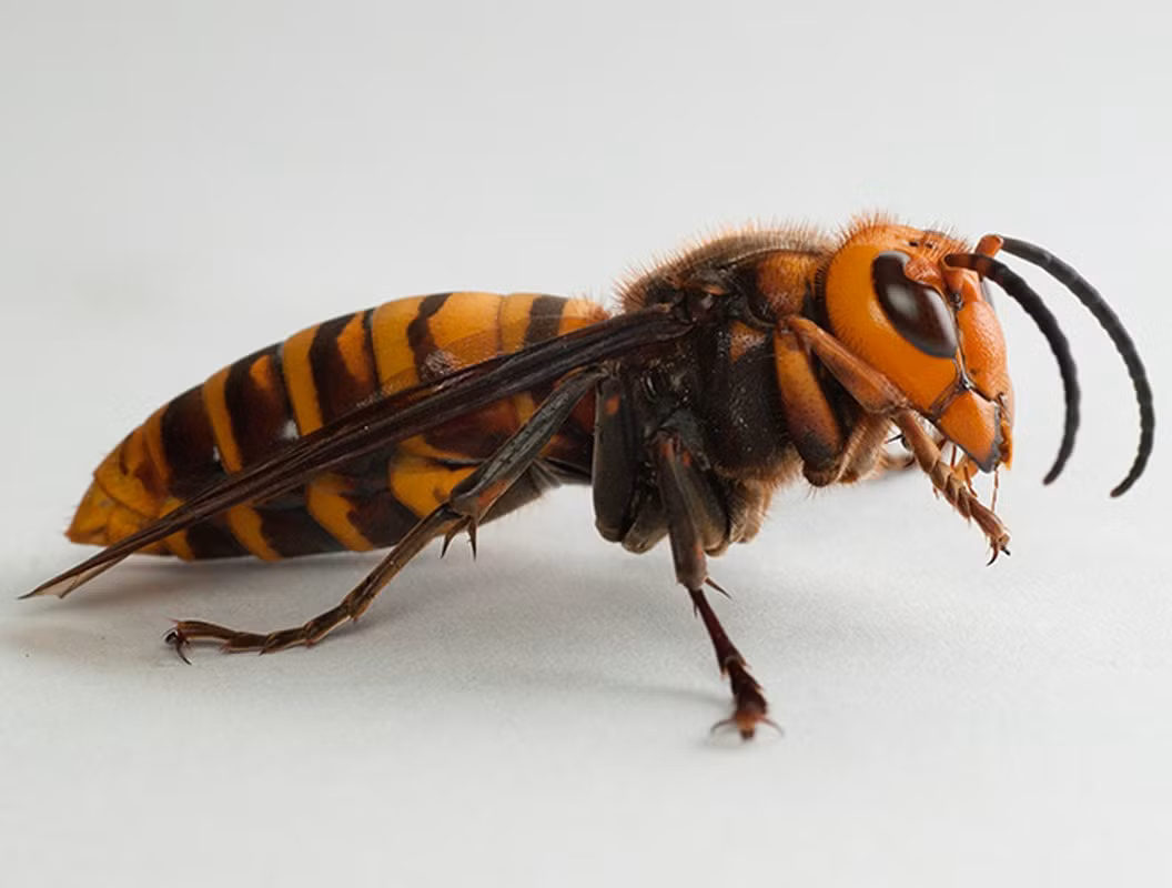 Bản năng hiếu chiến và hung hãn của ong bắp cày không chỉ biến chúng thành một loài xâm lấn nguy hiểm trong tự nhiên mà còn đe dọa các trang trại ong mật của con người.