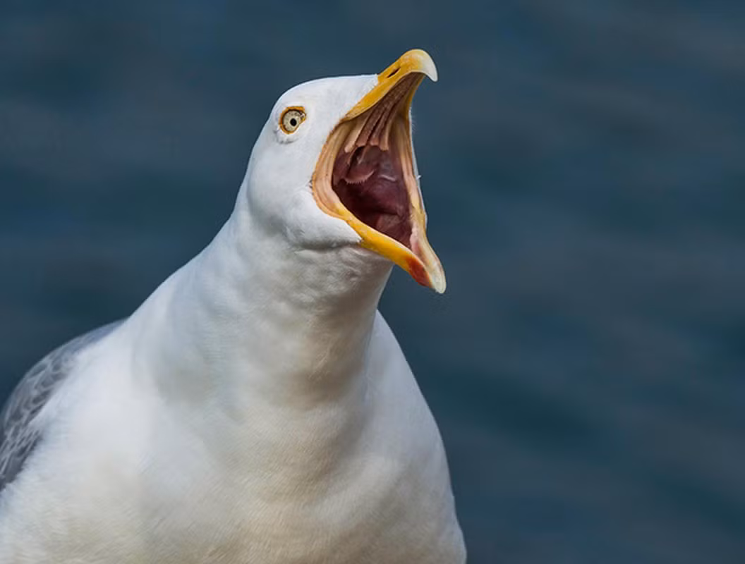 Trong tự nhiên, ngoài việc cướp mồi của loài khác, chúng còn săn các loài chim và động vật có vú trong đất liền hay thậm chí là liên kết lại để tấn công có tổ chức những loài lớn hơn.