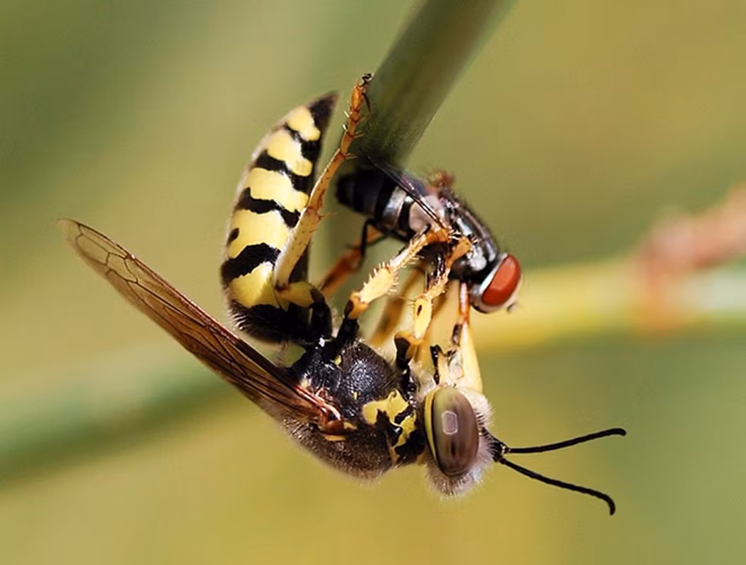 Những con ong bắp cày có chiều dài cơ thể trung bình khoảng 45mm, sải cánh 75mm, chúng có thể bay với tốc độ 40km/h. Nọc của loài ong này còn chứa chất độc thần kinh cực mạnh và đáng nói là chúng luôn trong tư thế sẵn sàng tấn công mục tiêu.