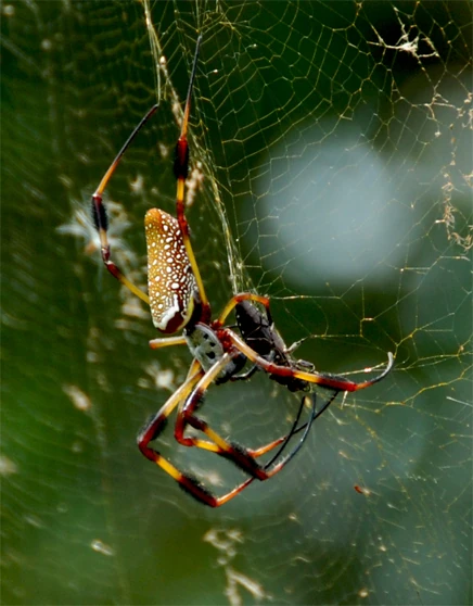 Nhện khổng lồ Nephila Clavipes còn được gọi là nhện chuối, nhện tơ vàng, nhện ăn rắn thường có kích thước lên tới gần 6cm chưa bao gồm chiều dài của chân và con cái thường lớn hơn so với con đực.