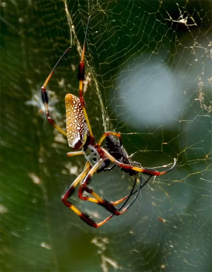 Nhện khổng lồ Nephila Clavipes còn được gọi là nhện chuối, nhện tơ vàng, nhện ăn rắn thường có kích thước lên tới gần 6cm chưa bao gồm chiều dài của chân và con cái thường lớn hơn so với con đực.