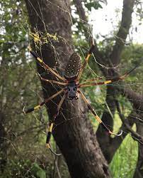 Điều đặc biệt ở loài nhện này chính là tuyệt chiêu giăng màng nhện để săn mồi.