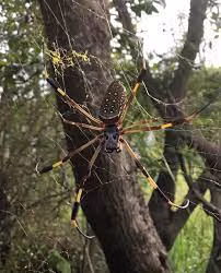 Điều đặc biệt ở loài nhện này chính là tuyệt chiêu giăng màng nhện để săn mồi.