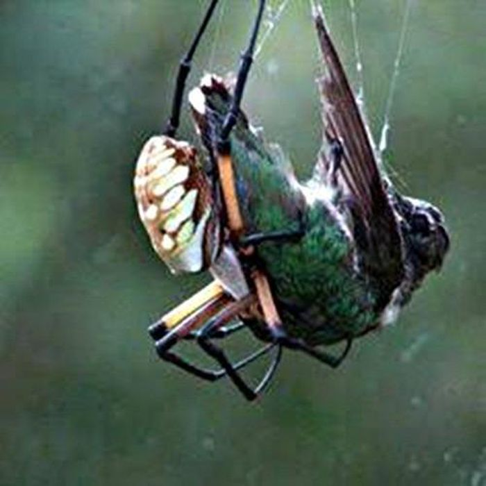 Các nguyên tắc thiết kế mắt lưới của nhện Nephila có thể đã cung cấp thông tin có giá trị về cách mà tổ chức các hệ thống cảm giác của động vật có sẵn trong tự nhiên.