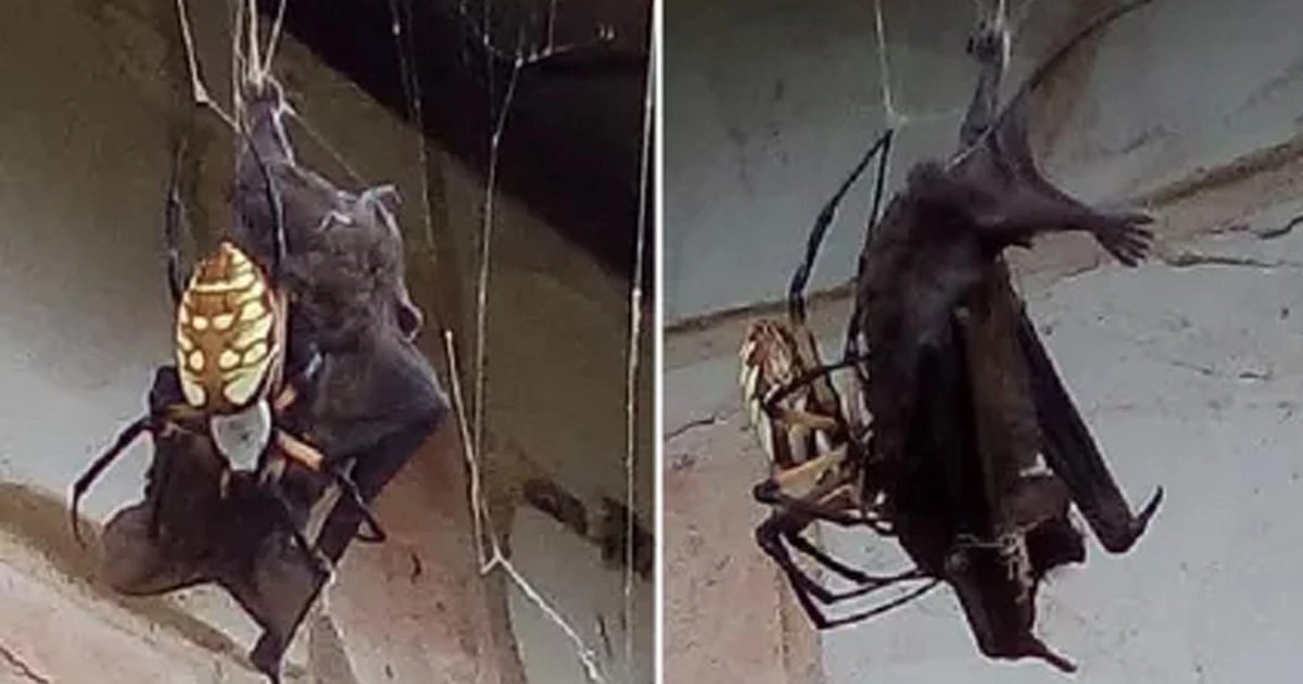 Tuyệt chiêu giăng "thiên la địa võng" này của nhện Nephila rất đặc biệt và có thể giúp nhện bắt được những con mồi lớn hơn mình như rắn hoặc chim nhỏ.