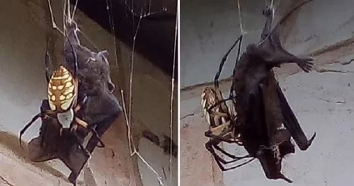 Tuyệt chiêu giăng "thiên la địa võng" này của nhện Nephila rất đặc biệt và có thể giúp nhện bắt được những con mồi lớn hơn mình như rắn hoặc chim nhỏ.
