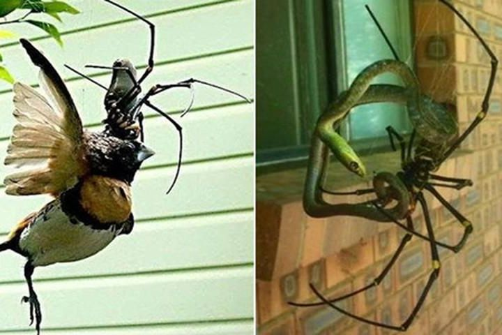 Một nhà sinh vật học có thể sử dụng sự hiểu biết này để nghiên cứu các cơ chế sinh học khác và tìm ra các công cụ mới để giải quyết các vấn đề liên quan đến động vật và con người.