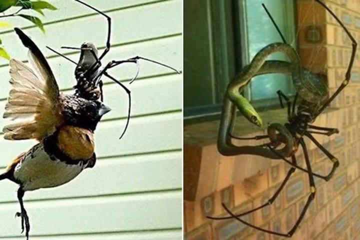 Một nhà sinh vật học có thể sử dụng sự hiểu biết này để nghiên cứu các cơ chế sinh học khác và tìm ra các công cụ mới để giải quyết các vấn đề liên quan đến động vật và con người.