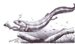 Crassigyrinus scoticus là một loài bò sát thủy sinh có kích thước lớn, với chiều dài 2-3 mét, và có thể được coi là một trong những sinh vật chuyển tiếp quan trọng giữa cá và bò sát.