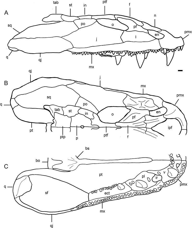 Crassigyrinus scoticus, một loài bò sát tiền sử, là một trong những loài đã tuyệt chủng từ lâu đời nhưng lại gây ấn tượng mạnh với các nhà khoa học.