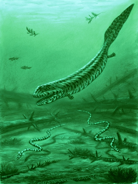 Đặc điểm nổi bật nhất của loài này là cấu trúc hình ống chân trước và sau đặc biệt, cho phép chúng di chuyển linh hoạt trong nước.