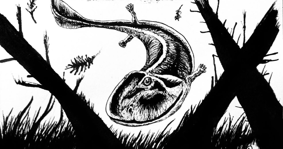 Bản thân Crassigyrinus scoticus có hình dạng thân dẹp, đuôi dài và hàm răng sắc nhọn, cho thấy nó đã thích nghi với cuộc sống thủy sinh và có khả năng săn mồi hiệu quả.