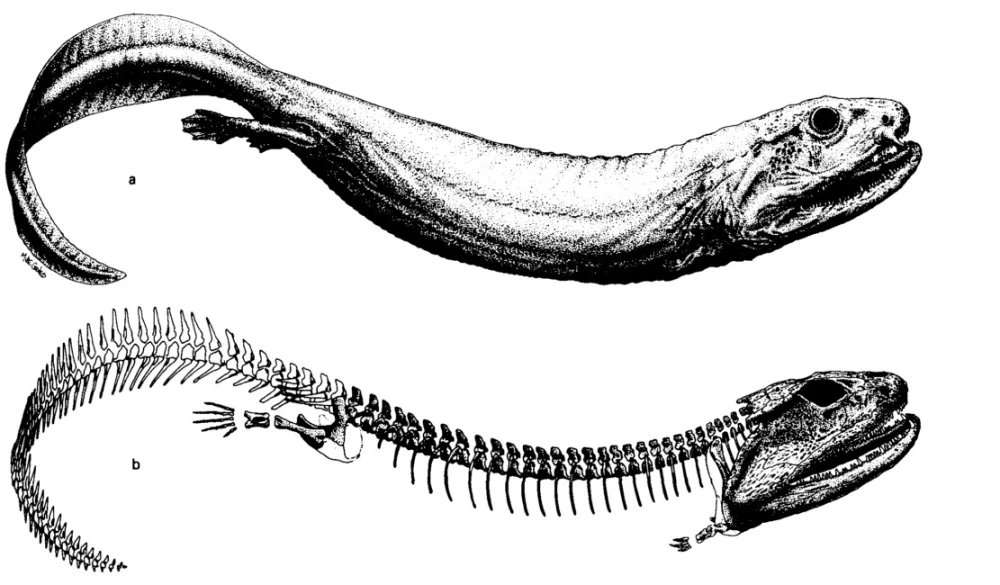 Crassigyrinus scoticus đã cho thấy các đặc điểm chung với cả cá và bò sát, giúp xác định quá trình tiến hóa từ loài cá đến loài bò sát.