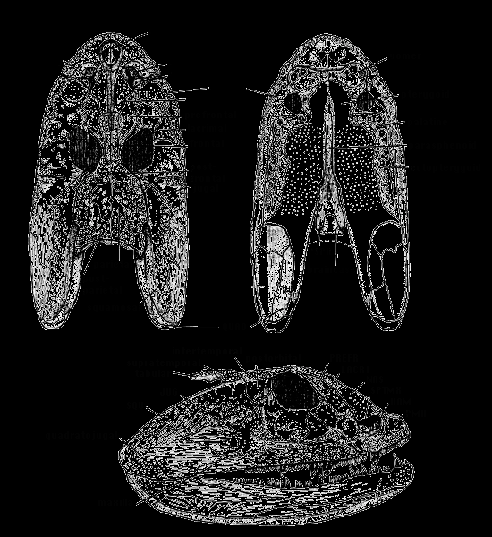 Nhờ các khám phá trong việc nghiên cứu hóa thạch của Crassigyrinus scoticus, những thông tin quan trọng về sự tiến hóa của loài bò sát đã được khám phá. Điều này đặc biệt quan trọng vì nó giúp chúng ta hiểu rõ hơn về nguồn gốc và tiến hóa của các nhóm động vật hiện đại.