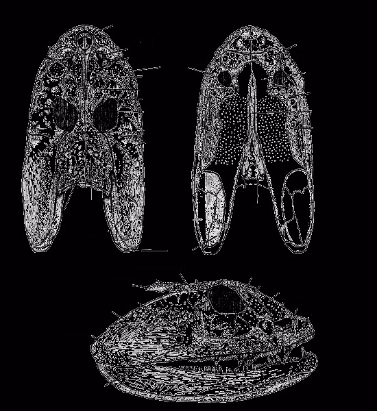 Nhờ các khám phá trong việc nghiên cứu hóa thạch của Crassigyrinus scoticus, những thông tin quan trọng về sự tiến hóa của loài bò sát đã được khám phá. Điều này đặc biệt quan trọng vì nó giúp chúng ta hiểu rõ hơn về nguồn gốc và tiến hóa của các nhóm động vật hiện đại.