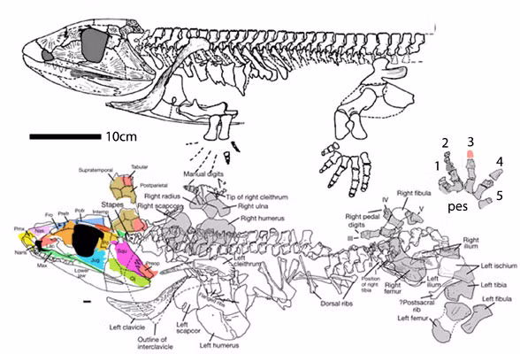 Với hàm răng khổng lồ và đôi mắt to, Crassigyrinus scoticus được mệnh danh là "nòng nọc sát thủ" đã khủng bố Trái đất trước khi có khủng long.