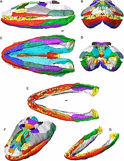 Đó chính là Crassigyrinus scoticus, một "sát thủ" ăn thịt nguyên thủy đã tuyệt chủng.