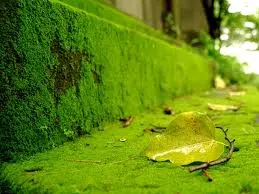 Ngoài ra, lớp rêu còn giúp giảm thiểu sự bay hơi nước trên mặt đất, điều này giúp duy trì độ ẩm cho các loài cây tại một số vị trí và giúp bảo vệ và duy trì sự sinh tồn cho các loài sinh vật nhỏ khác.