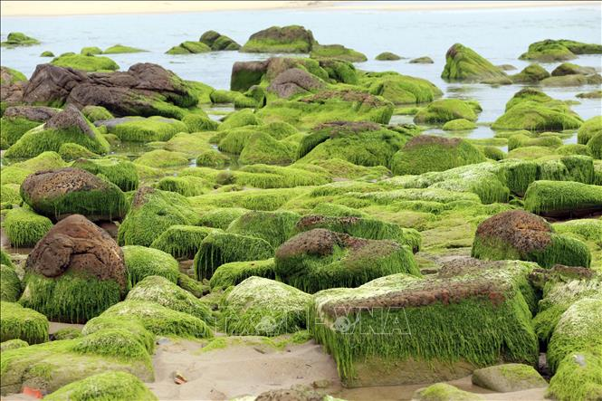 Tuy nhiên, với tình trạng thay đổi khí hậu hiện nay, lớp rêu đang phải đối mặt với những tác động tiêu cực từ hoạt động con người, ví dụ như tình trạng phá rẽ rừng ngập mặn, tàn phá môi trường, lên men các hoạt động khai thác khoáng sản. Điều này có thể làm giảm ảnh hưởng của lớp rêu đối với hệ sinh thái và khí hậu.