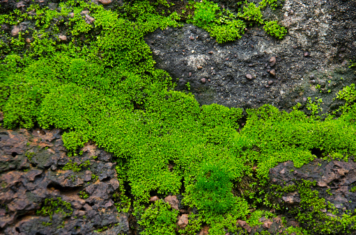 Tóm lại, lớp rêu, một loài thực vật cổ xưa, có một tác động lớn đến hệ sinh thái chung của Trái đất. Dù không có mạch và hệ thống phân bón như thực vật cao, lớp rêu có thể giúp cân bằng nước và khí CO2 trên toàn cầu, bảo vệ các loài sinh vật nhỏ khác.
