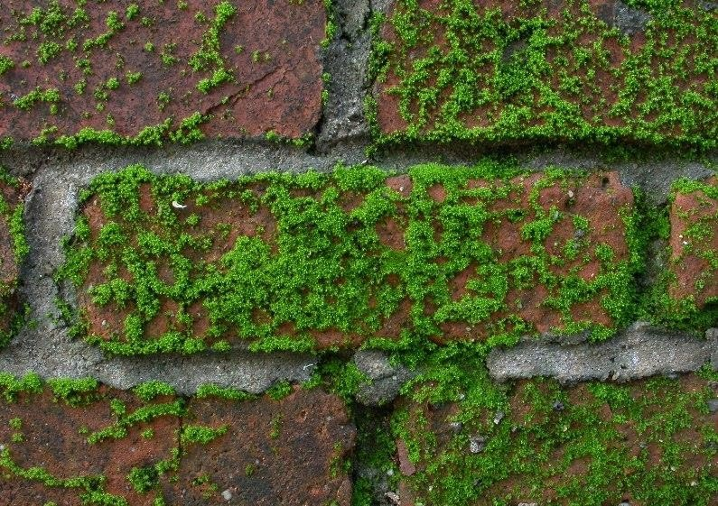 Rêu thường được bắt gặp trên đất, trên các thảm cỏ, các vách đá và các vùng đất khác trên toàn thế giới.