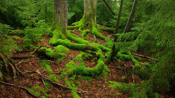 Một trong những tác động chính của rêu đối với hệ sinh thái là giúp cân bằng nước trong đất. Do có khả năng thấm nước cao, lớp rêu có thể giữ lại nước trên bề mặt đất một cách hiệu quả hơn nếu so sánh với các khu vực không có lớp rêu.