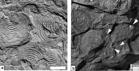 Việc khai thác hóa thạch tại Posidonia Shale cũng đang gặp phải những thách thức và tranh cãi từ phía các nhà bảo vệ môi trường và những người quan tâm đến bảo tồn di sản thiên nhiên.