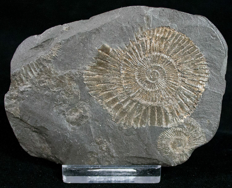 Quá trình biến đổi này đã tạo ra những hóa thạch vô giá trị, với màu vàng sáng và hình dạng độc đáo, tạo nên một di sản khoa học và nghệ thuật đáng kinh ngạc.