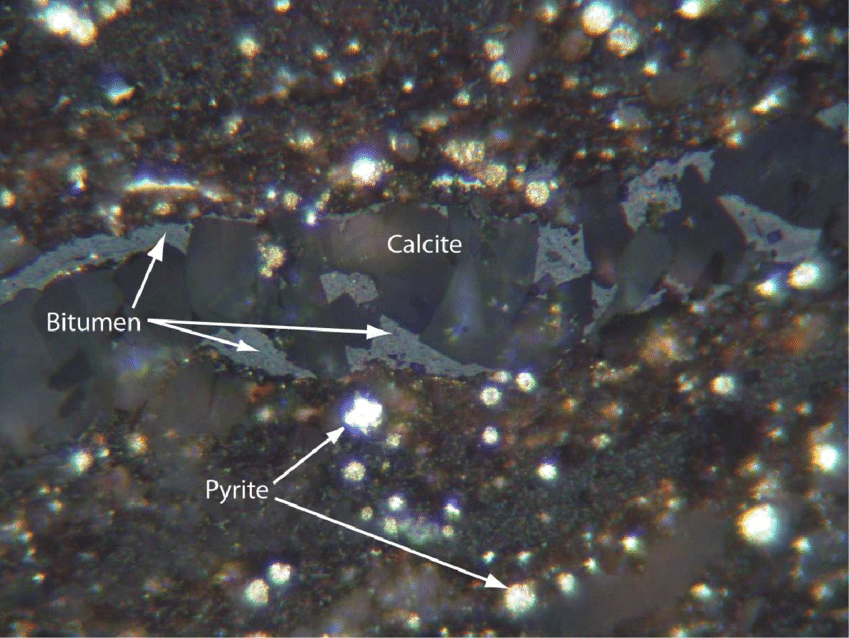 Các mẫu hóa thạch ở Posidonia Shale được tạo ra bởi quái vật nhỏ kỷ Jura, một loại động vật nằm trong họ Ammonite, được tự nhiên biến thành những vật thể sáng lấp lánh như vàng ròng.