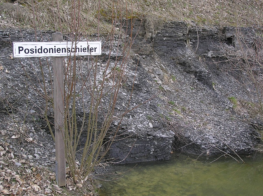 Ngoài các mẫu hóa thạch độc đáo, Posidonia Shale còn lưu giữ nhiều loài sinh vật kỷ Jura khác, bao gồm cả cá và rêu, tạo ra một bức tranh sinh thái phong phú của thế giới cổ đại.