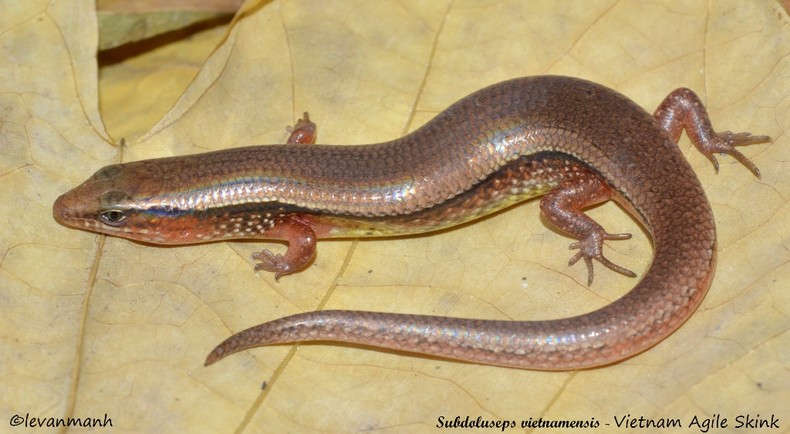 Việc phát hiện các loài mới cũng đặt ra một số thách thức khi cần đảm bảo sự bảo vệ và bảo tồn các loài đó.