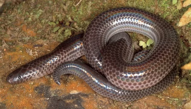 Các nhà khoa học cần có sự hợp tác chặt chẽ với các bộ, ngành và địa phương để đảm bảo việc bảo vệ đa dạng sinh học và đảm bảo sự phát triển bền vững.