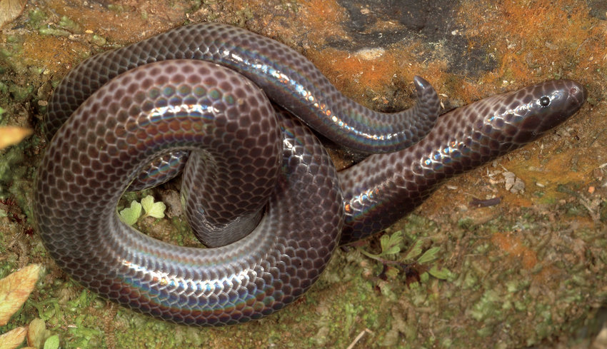 Do đó, việc phát hiện ra những loài mới đối với Việt Nam không chỉ là một tin vui mà còn là một tín hiệu tích cực cho nỗ lực bảo vệ đa dạng sinh học của quốc gia.